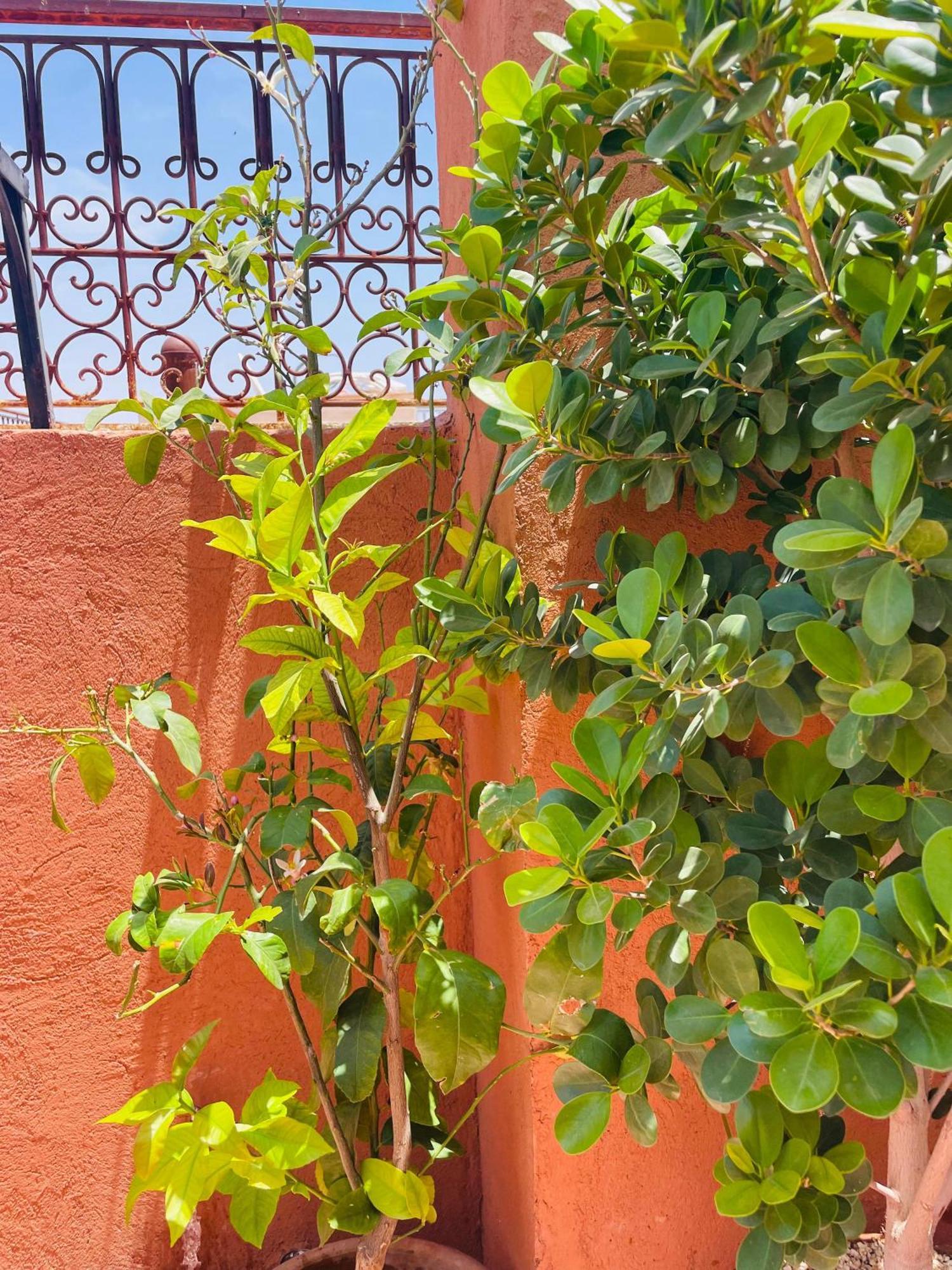Riad Ms Holidays Terrasse Privatise Marrakech Marrakesh Eksteriør billede